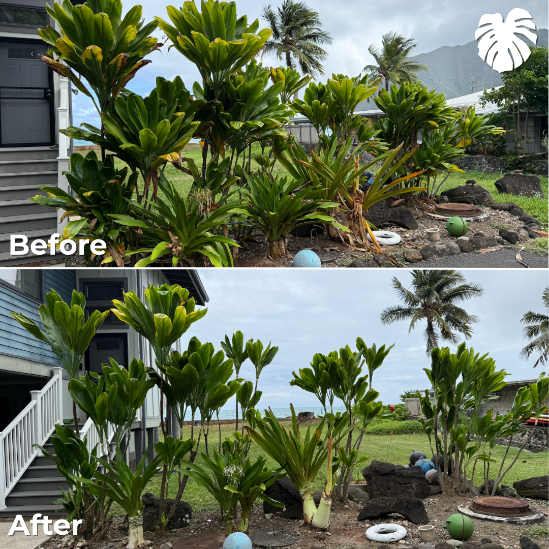 North Shore yard transformation 18