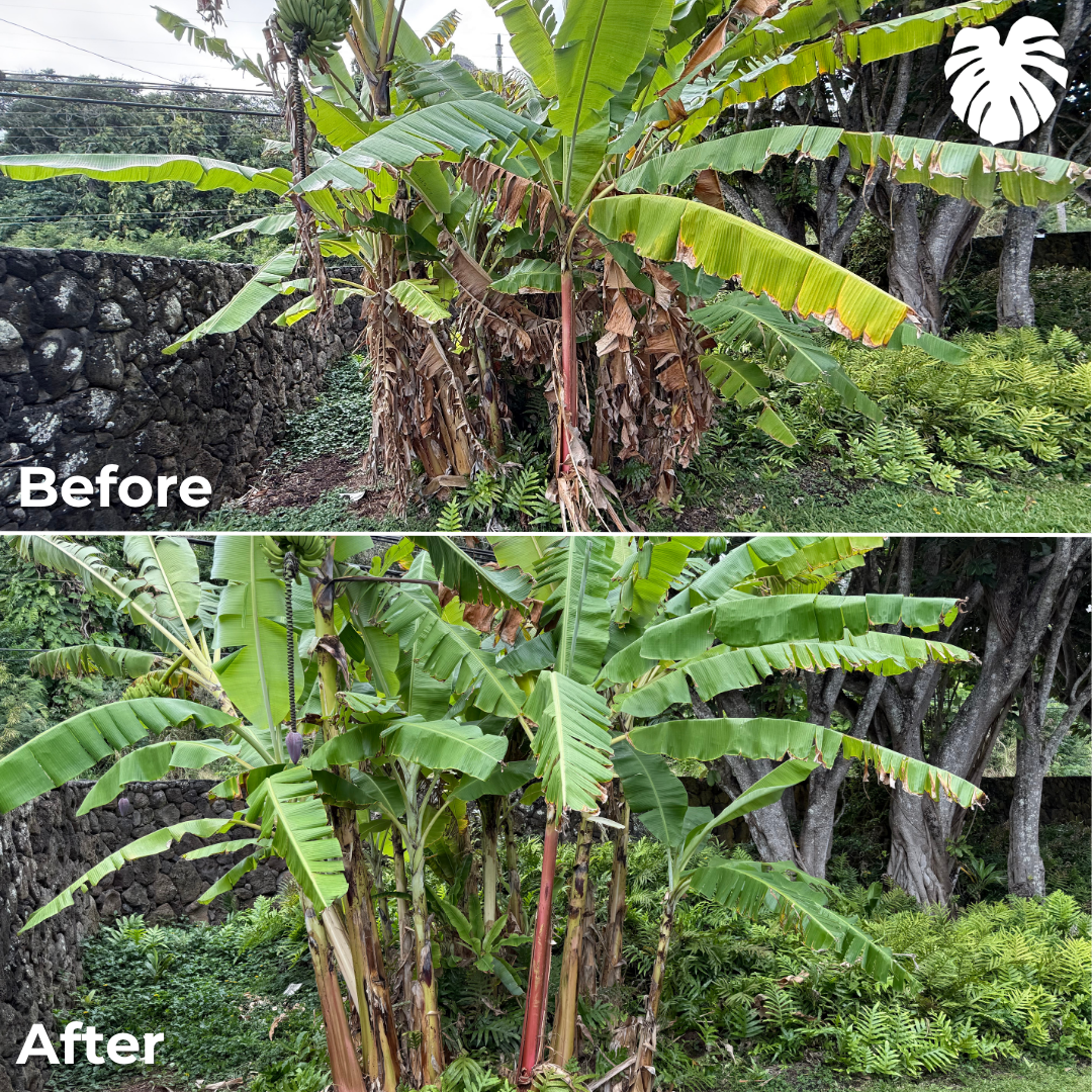 North Shore yard transformation 20