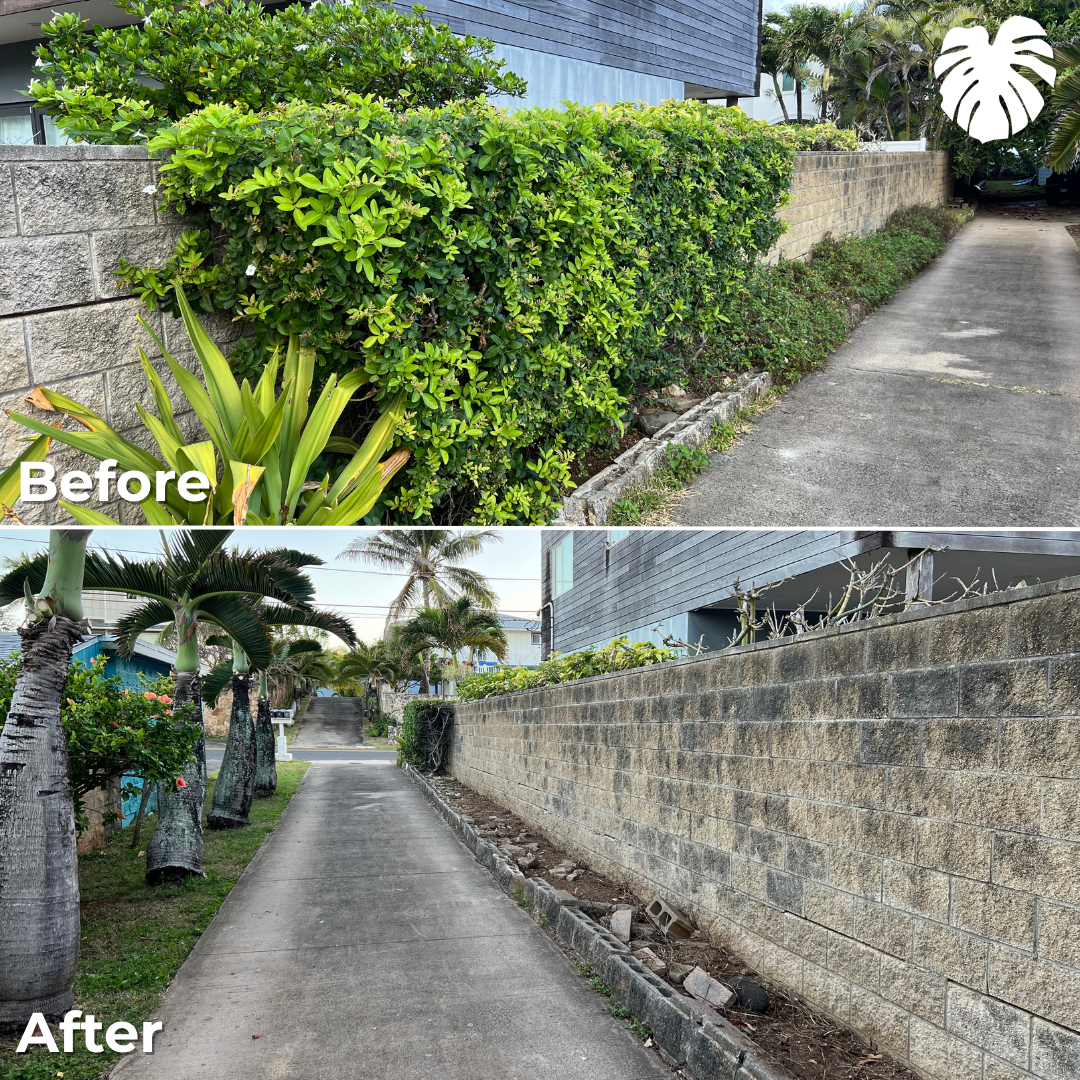 North Shore yard transformation 6