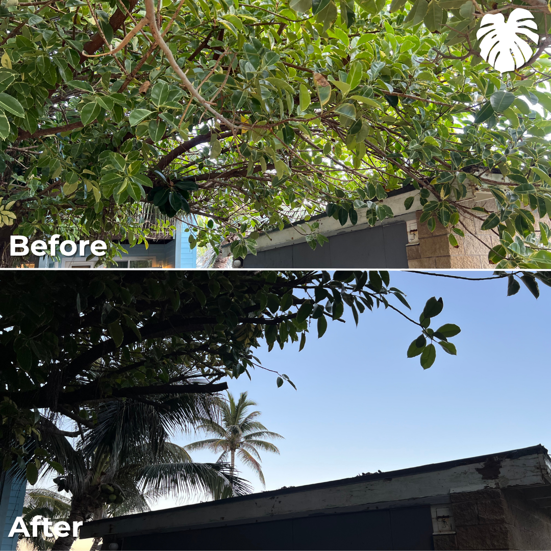 North Shore yard transformation 8