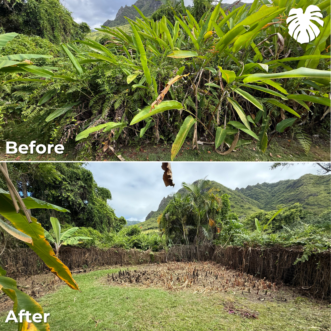 North Shore yard transformation 9