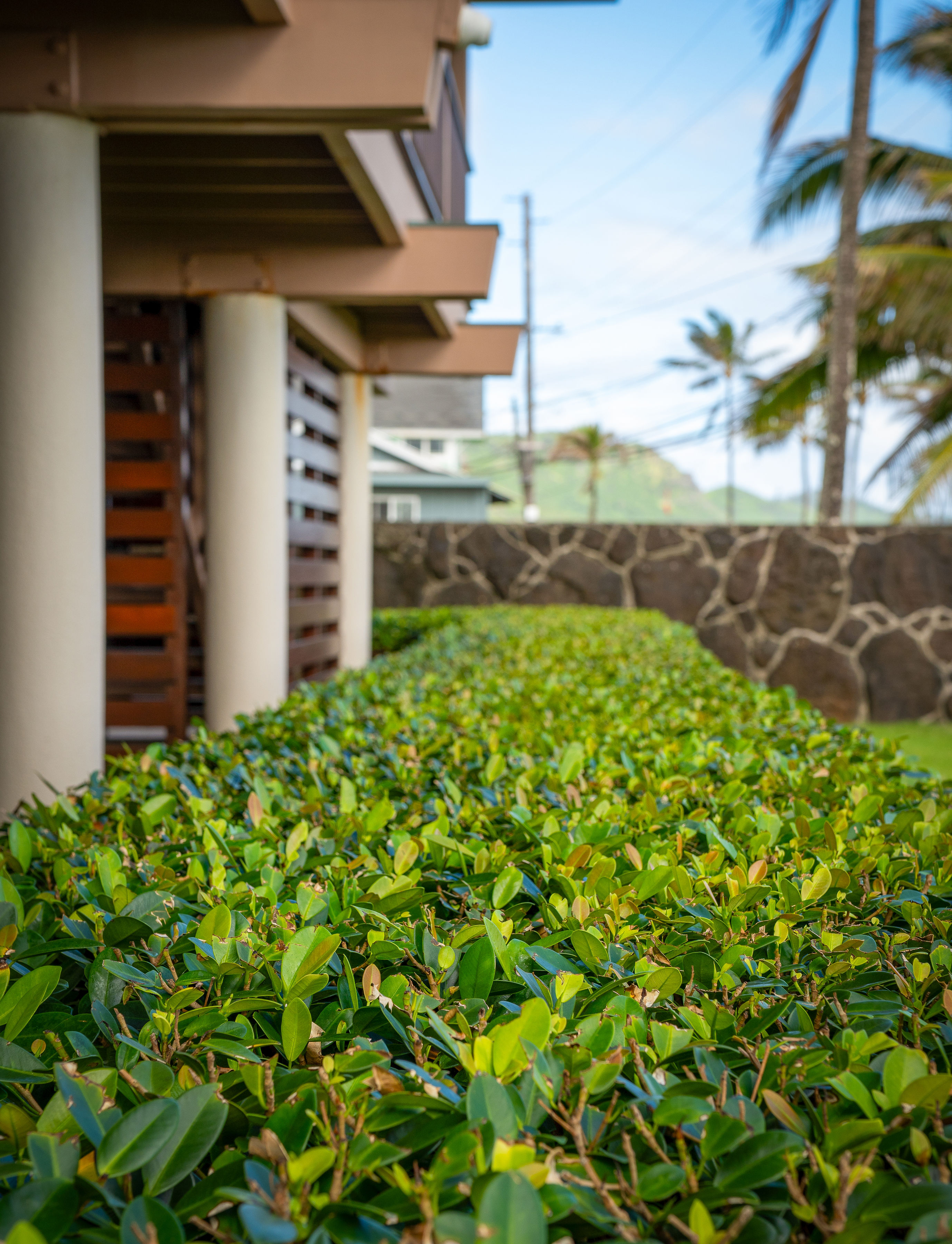 Perfectly trimmed hedge maintained by Island Scape on the North Shore