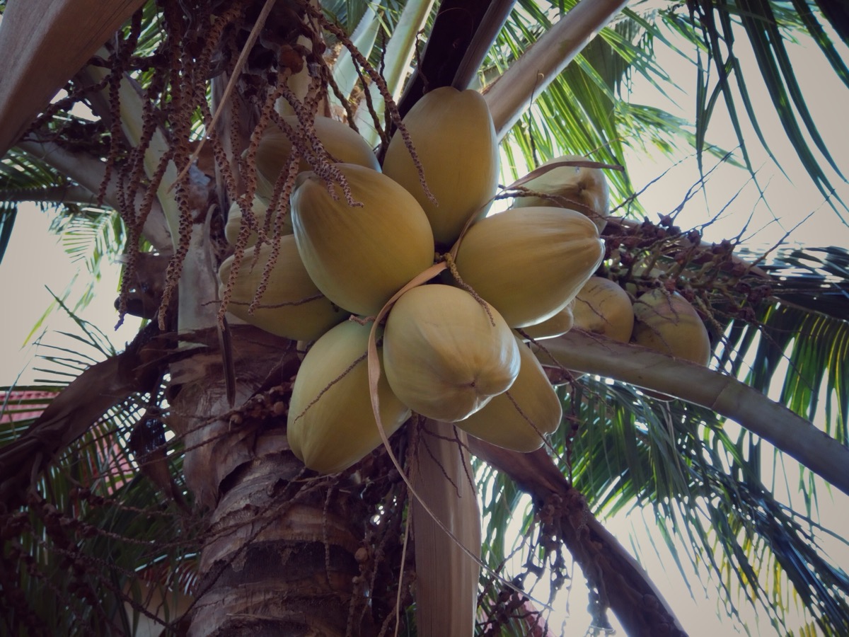 Close-up of coconut palm crown with tropical fronds
